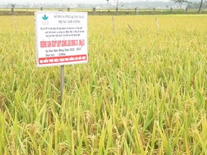 Quảng Ngãi: Phát triển các giống lúa mới theo chuỗi giá trị